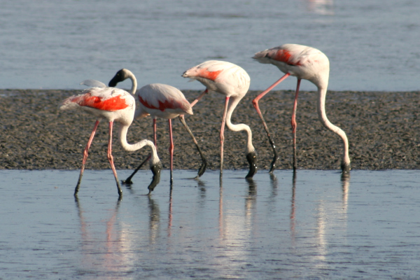 Flamants roses (Phoenicopterus roseus) se nourrissant en eau peu profonde et vaseuse &copy; Nicolas Macaire / LPO